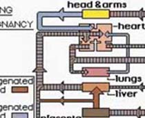 Video describing Fetal Circulation during pregnancy and How the oxygen reaches the fetus