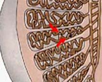 Anatomie de la vidéo de testicule détaillant les différentes parties et de la fonction