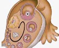 Étapes de vidéo de formation des ovocytes et comment un mûrit ovules